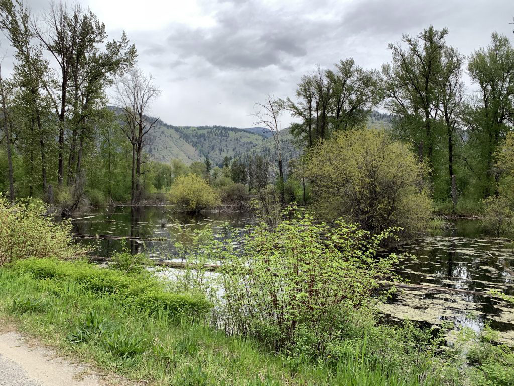 Edwards Pond is in Great Shape