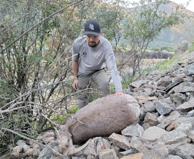 Southern Interior bighorn sheep decimated by disease